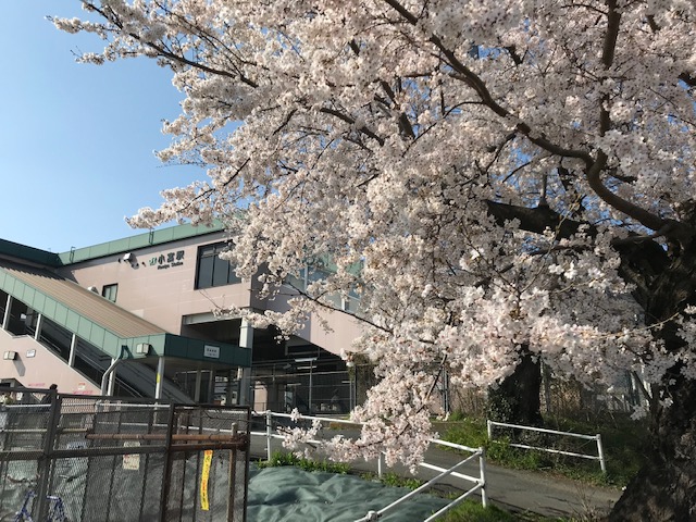 桜が綺麗です