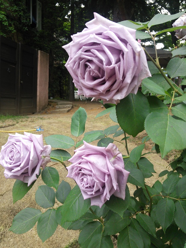 今が見ごろです。