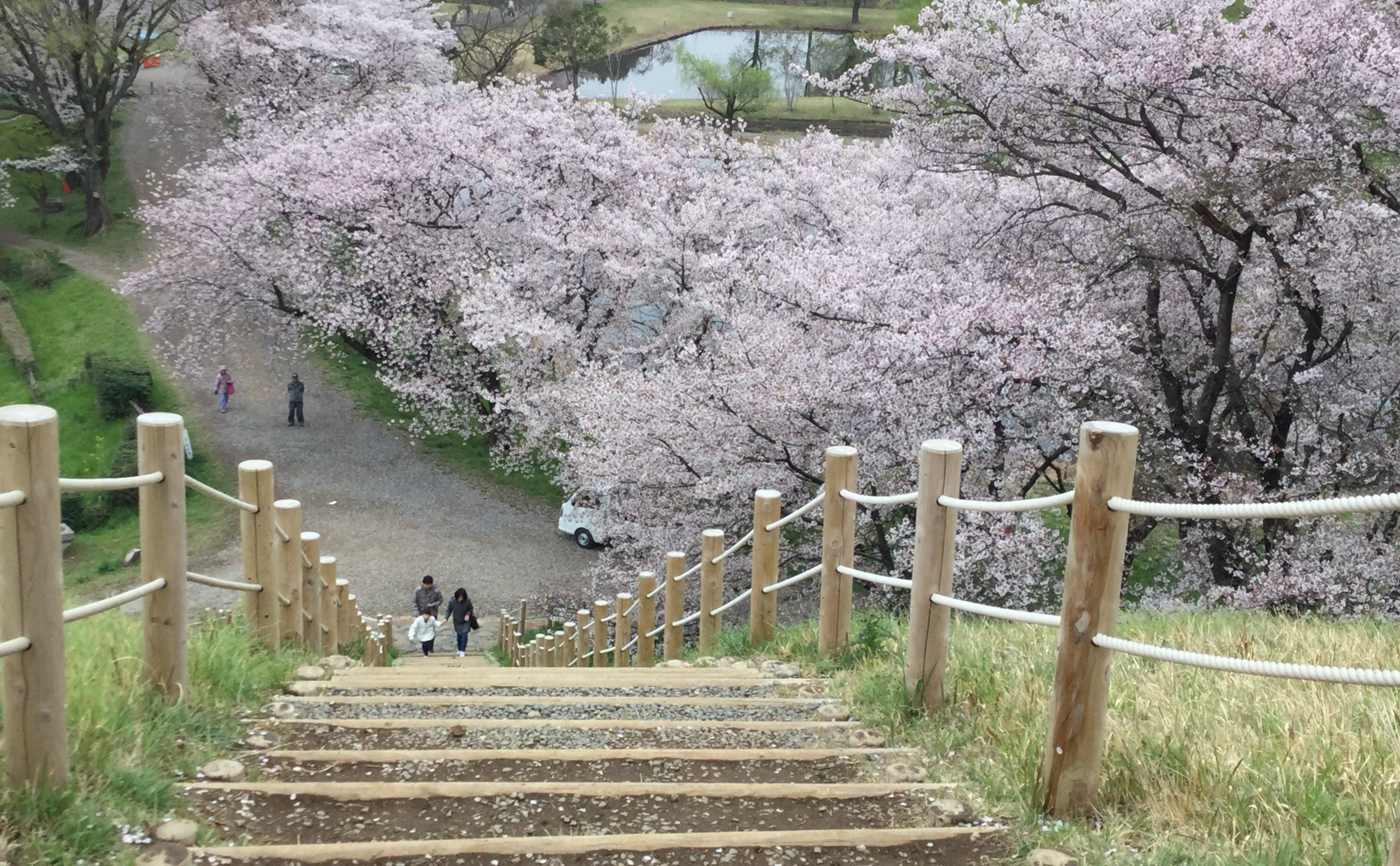 桜