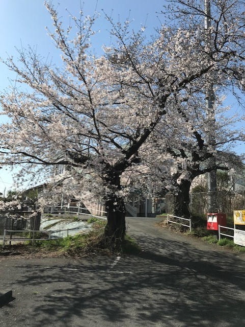 SAKURA