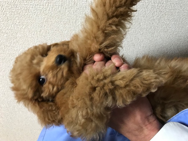 家族が増えました？