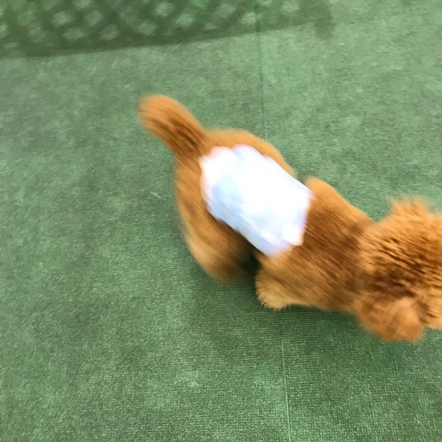 ドッグラン？