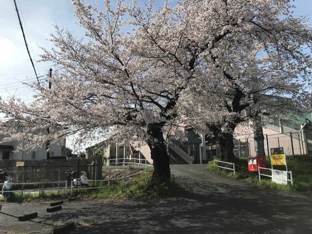 さくら